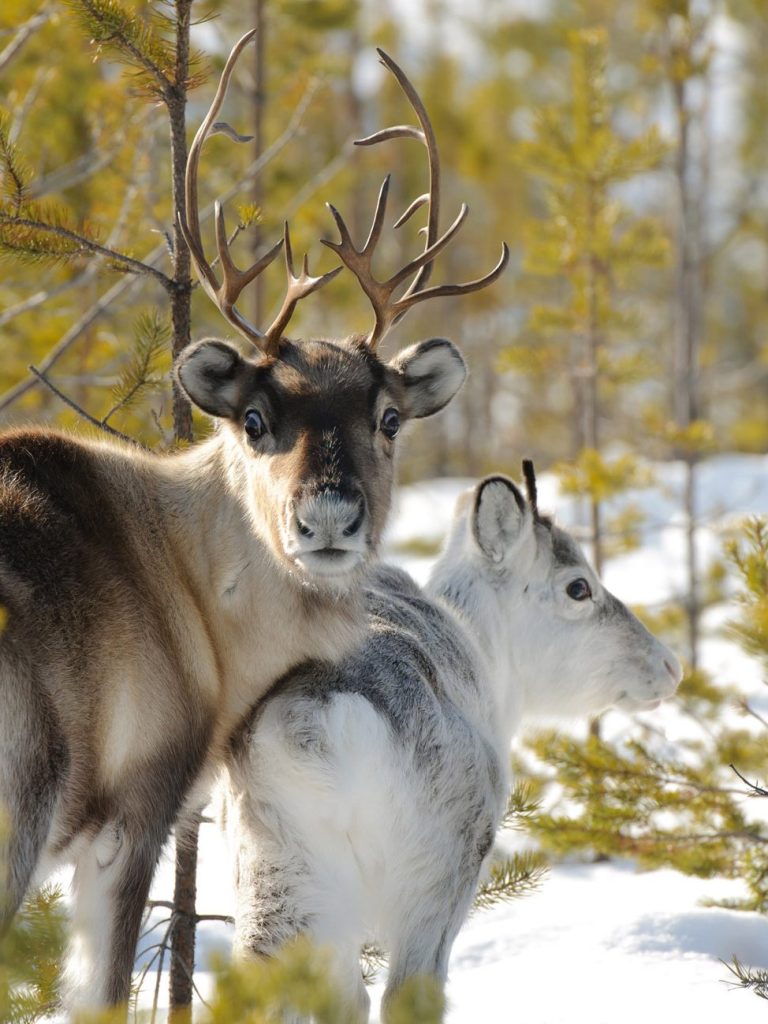 Ren i renkalv i Svansele